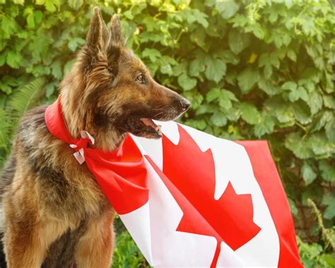 The 3 Most Popular Canadian Dog Breeds | DogPack