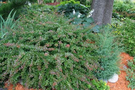 Town Takes Aim at Invasive Japanese Barberry Shrubs | Newtown, CT Patch