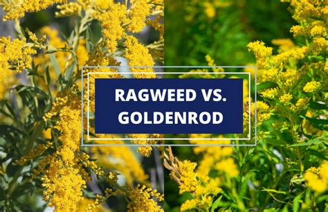 Goldenrod vs. Ragweed: Symbolism, Differences, and Surprising Uses