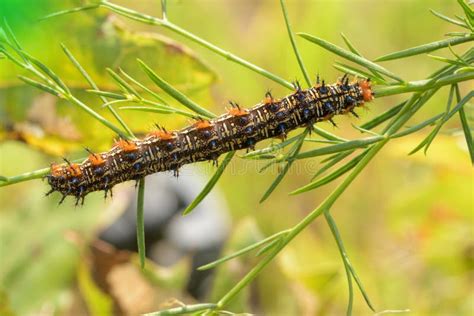 Dorsal View of a Common Buckeye Butterfly Caterpillar on Its Host Plant ...