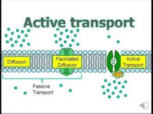 Active Transport | Mastering Biology Quiz