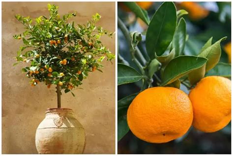 13 Best Citrus Varieties to Grow in Florida (Lemon & Lime)