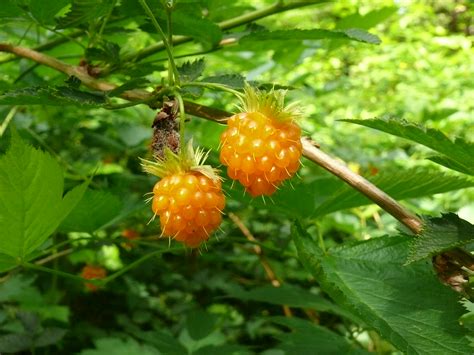 Rubus spectabilis | Fourth Corner Nurseries