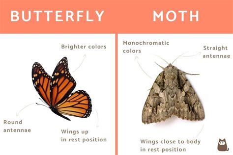 Butterfly Moth