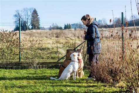 12 Shock Collar Alternatives: Better Ways to Dog Train!