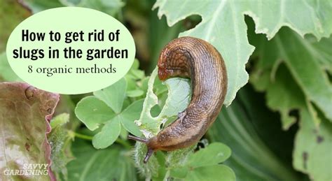 How to Prevent Slug Infestations: Causes and Solutions - My Heart Lives ...