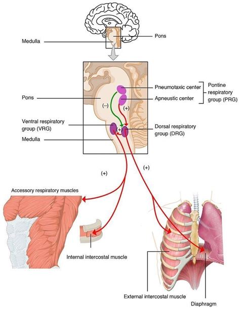 Respiratory center - Alchetron, The Free Social Encyclopedia