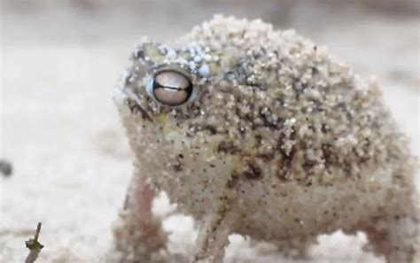Squeaky battle cry of the Namaqua rain frog | Cute | Earth Touch News