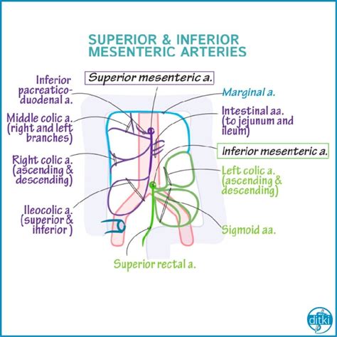 Draw out the Superior and Inferior Mesenteric arteries to learn their branches and the areas of ...