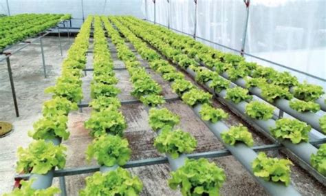 Hydroponic lettuce (per unit) - Agromoris