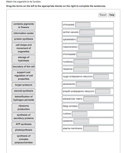 Solved: Match The Organelle To Its Function. Drag The Term... | Chegg.com