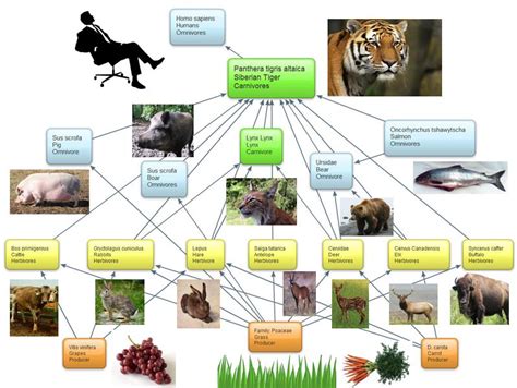 Sumatran Tiger Food Web