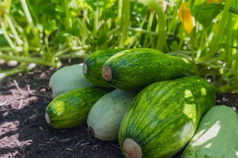 How to Prune a Zucchini Plant: Tips and Tricks