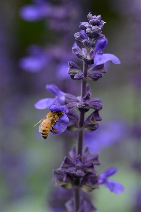 Big Blue Salvia, Salvia longispicata x farinacea 'PAS1246577'