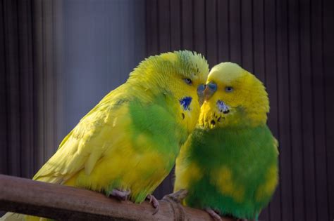 9 Fun Facts about the Budgerigar Bird - Imaginary Junior