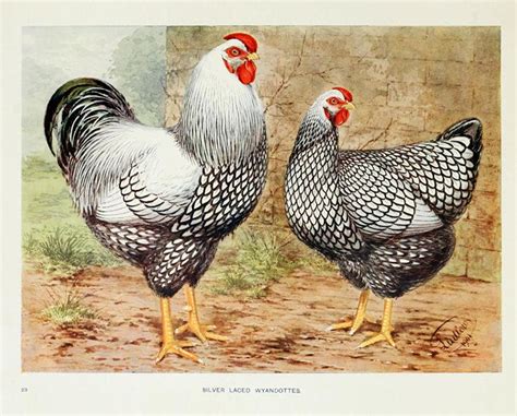 Rooster and Hen Print, Kitchen Wall Art Decor, Breed of Chickens, Set ...