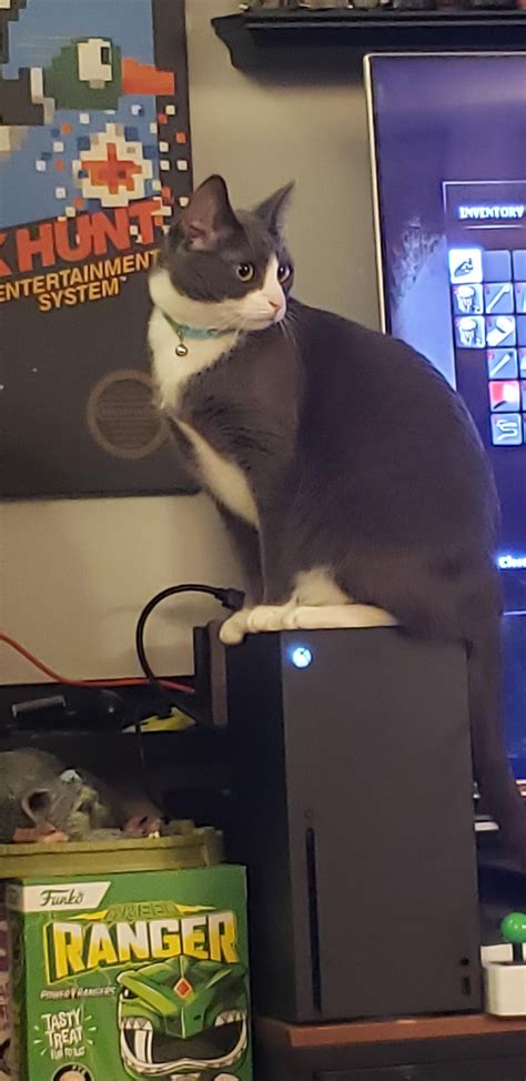 Anyone else's cat try to sit on top their Series X? : r/xbox