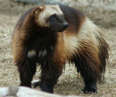 Wolverine - largest land-dwelling species of the family Mustelidae ...