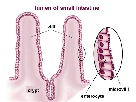 Small Intestine Villi