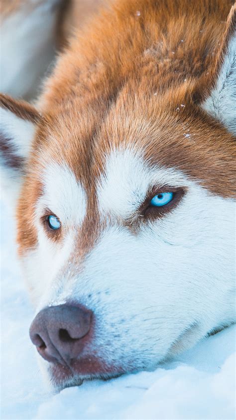 Husky Wallpaper 4k - Infoupdate.org