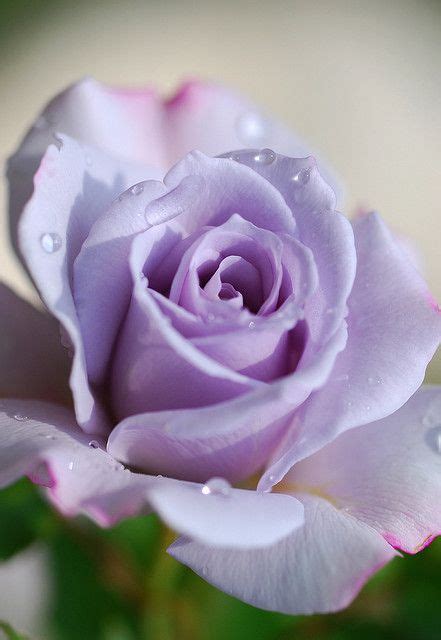 270 Roses ideas | beautiful roses, beautiful flowers, pretty flowers