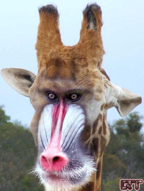 44 Animal mixes ideas | photoshopped animals, animal mashups, weird animals