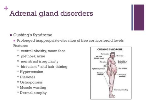 Adrenal gland symptoms - jaforganizer