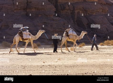 Camel Caravan in the libyan desert, Dromedaries, Camelus dromedarius, Akakus mountains, Libya ...