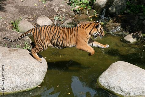 Jumping Tiger Stock Photo | Adobe Stock