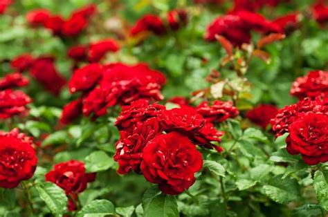 Premium Photo | Red roses garden