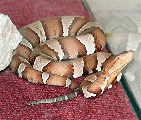 Copperhead Snake Bite - DoveMed