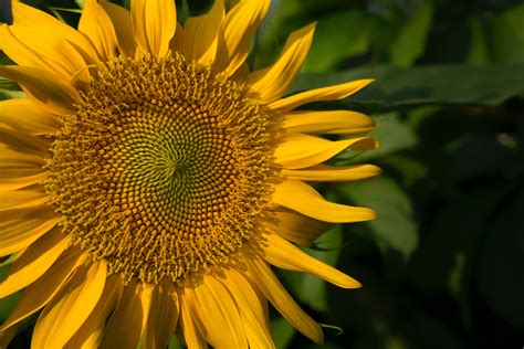 Sunflower Ukraine Photos, Download The BEST Free Sunflower Ukraine ...