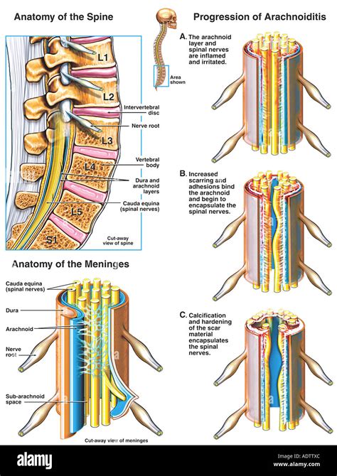 Sacral nerves immagini e fotografie stock ad alta risoluzione - Alamy