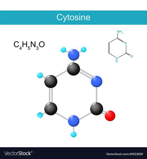 Cytosine molecular formula chemical structural Vector Image