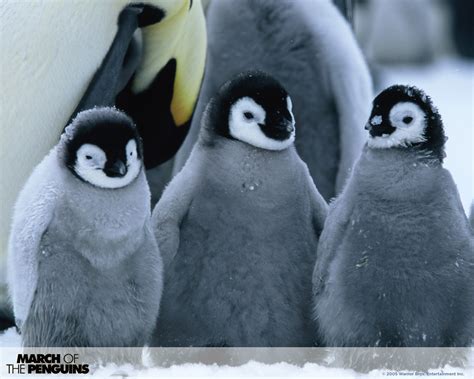 baby penguins - Baby Penguins Photo (34256956) - Fanpop