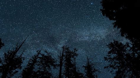 night, night sky, worms eye view, sky, forest, dark, stars, trees, HD ...