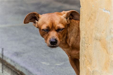 A scrappy but happy street dog peeking around a corner in Hoi An, Central Vietnam Stock Photo ...