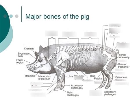 Www.pig Skeletal System