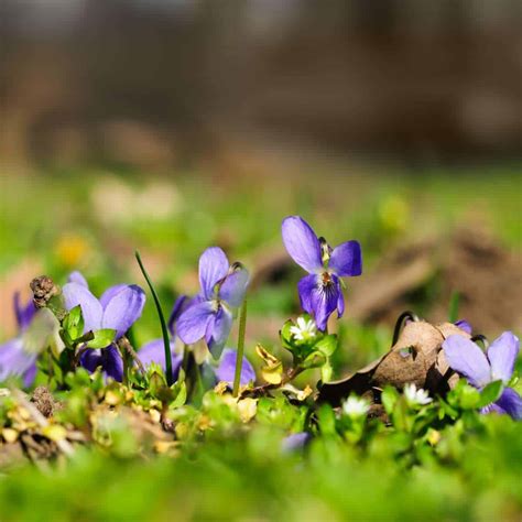 Cultivating Wild Violets: Foraging, Gardening, and Uses • Schisandra & Bergamot