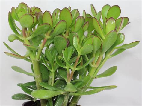 Crassula ovata