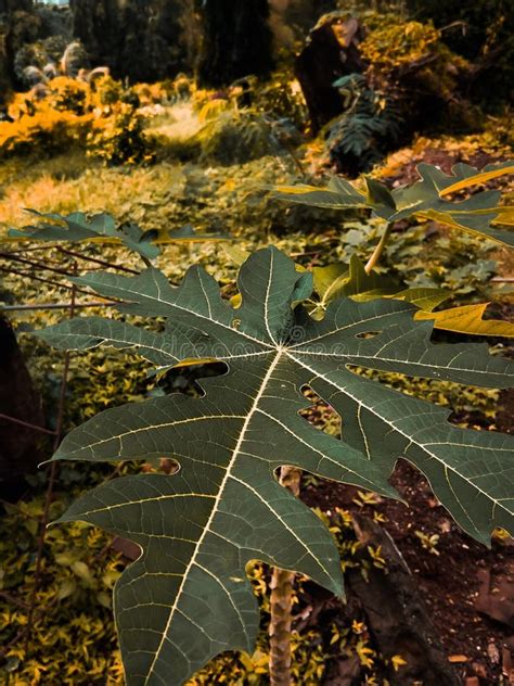 Papaya tree leaf stock image. Image of maple, autumn - 259320263