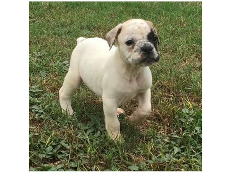 Blue Ribbon Olde English Bulldog puppies for Sale Austin - Puppies for ...