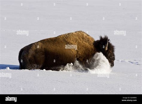 Bison running through the snow in Yellowstone National Park Stock Photo ...