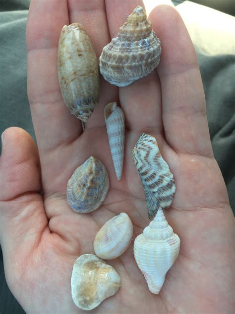 Sea Shells and Shell Identification at Honeymoon Island and Clearwater ...