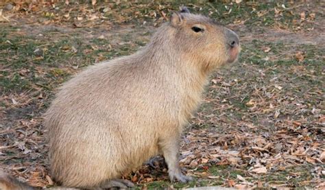 El capibara | Características, hábitat, qué come, mascota