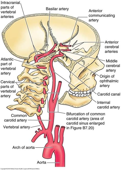 carotid siphon - Google Search | Medical anatomy, Basic anatomy and ...