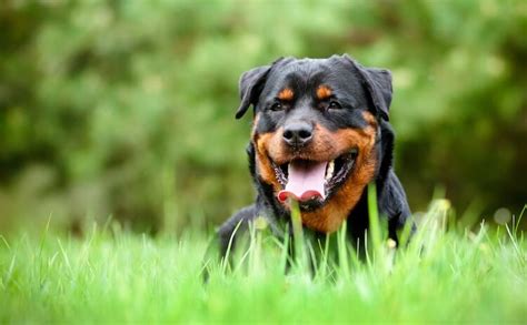 Best Rottweiler Names: Over 500 Ideas For A Rottie | My Pet's Name