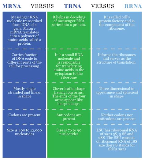 Difference Between mRNA, tRNA and rRNA - KnowsWhy.com