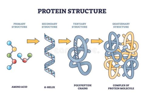 Secondary Structure Protein Stock Illustrations – 774 Secondary Structure Protein Stock ...