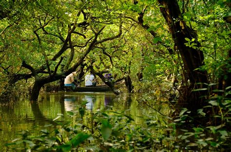 Ratargul Swamp Forest